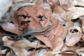 Images_Belize_2011_169