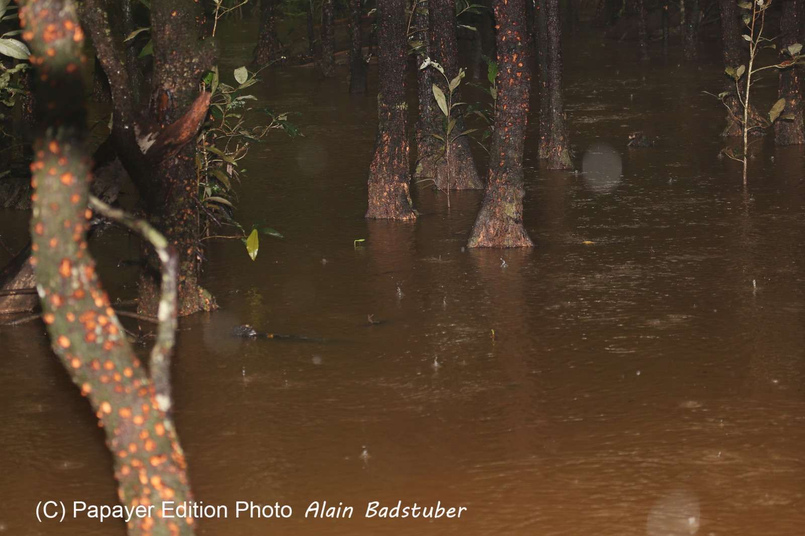 L'Australie à Cow Bay et Cape Tribulation en 2017