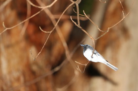 L'Australie à Cow Bay et Cape Tribulation en 2017