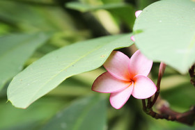 Végétaux et Champignons