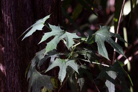 Images_Belize_2011_265