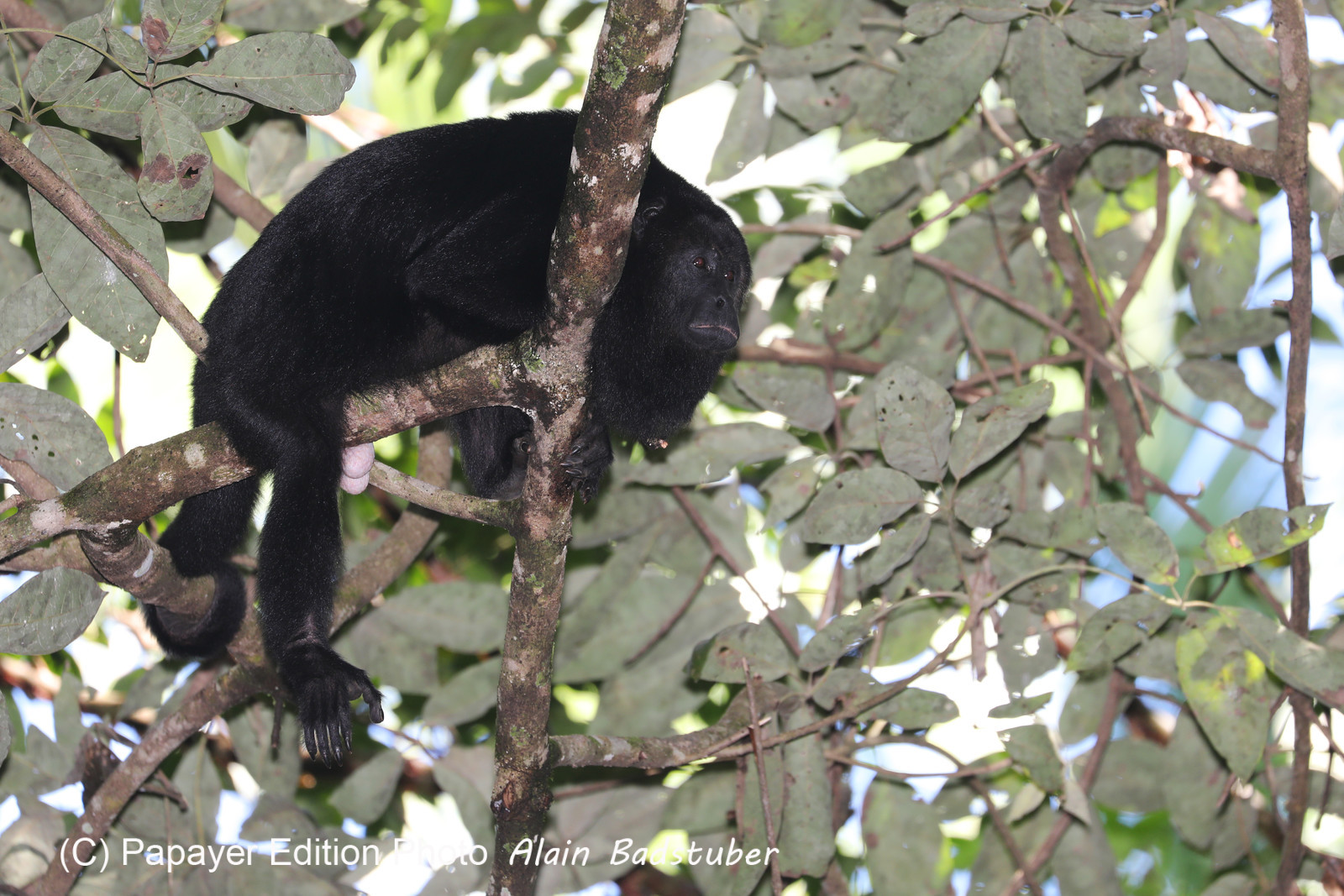 Singes hurleurs à Punta Gorda, Bélize