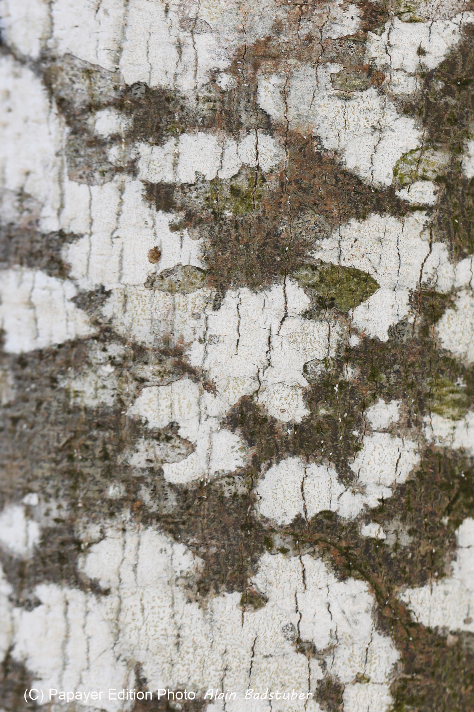 Végétaux et Champignons