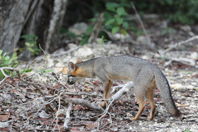 Deuxième séjour à Sarteneja, Bélize, Novembre - Décembre 2021