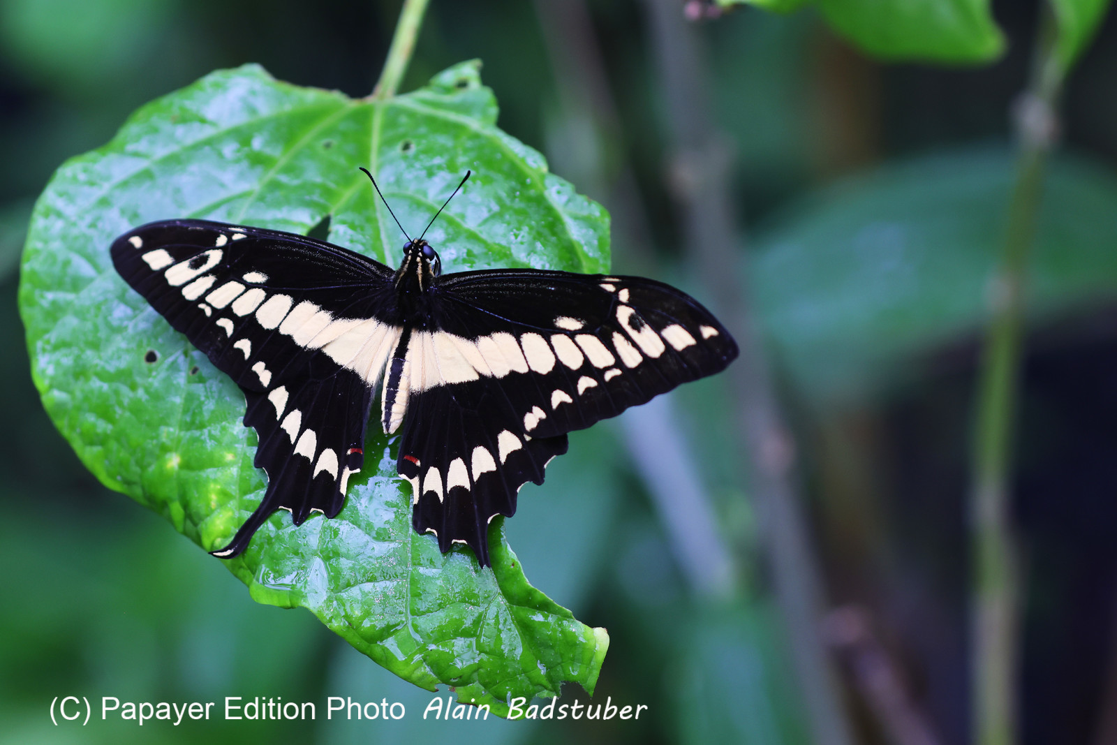 Punta Culebra Nature Center