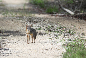 Deuxième séjour à Sarteneja, Bélize, Novembre - Décembre 2021