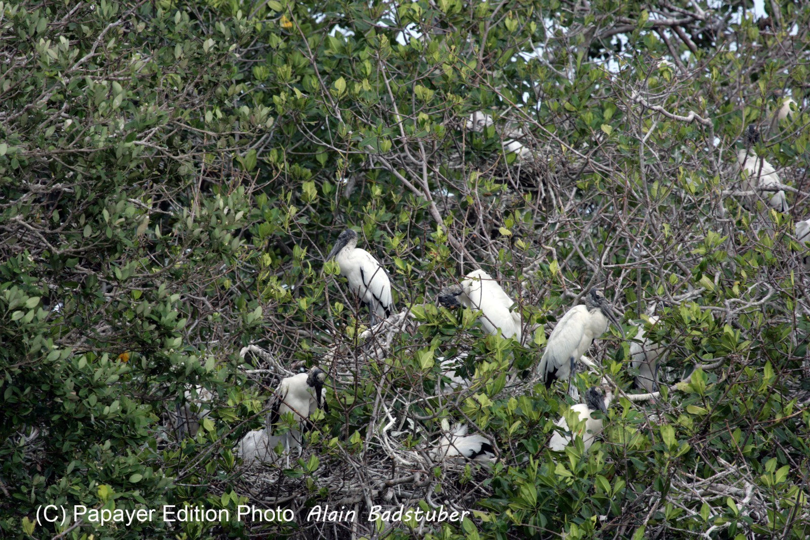 Images_Belize_2011_090