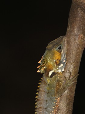 Reptiles à Cape Tribulation