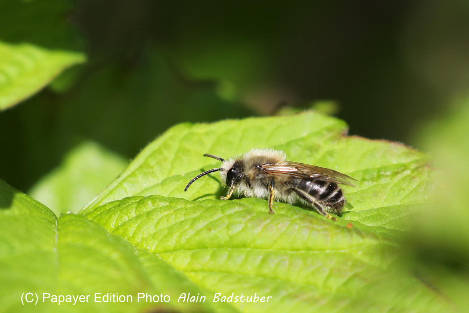 Abeille Megachilidae ?