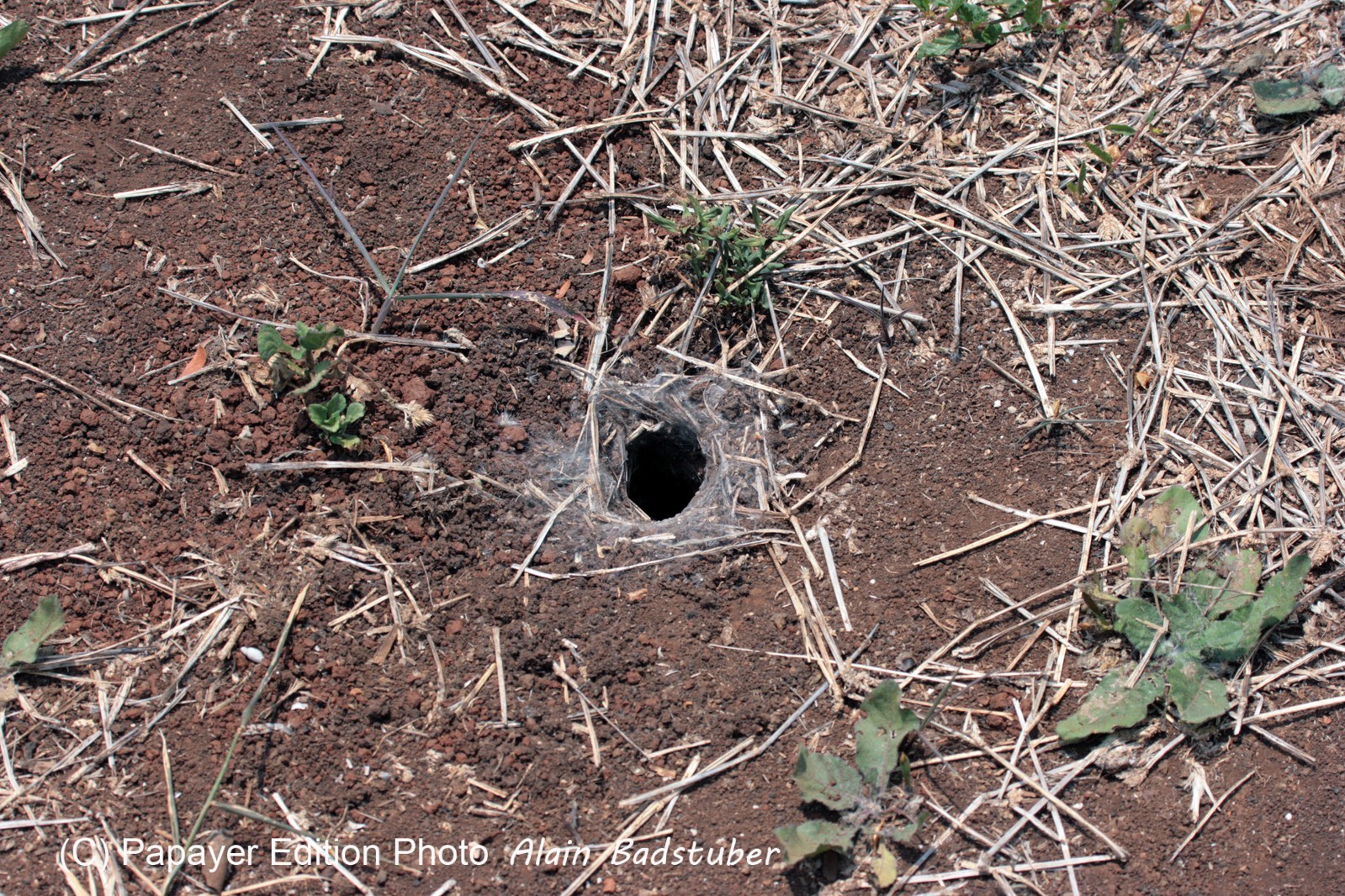 Images_Belize_2011_396