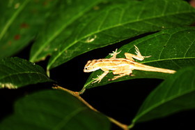 Hickatee Cottages, 4 jours de photo