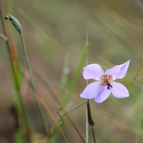 Premier séjour à Crooked Tree , au Bélize en octobre 2021