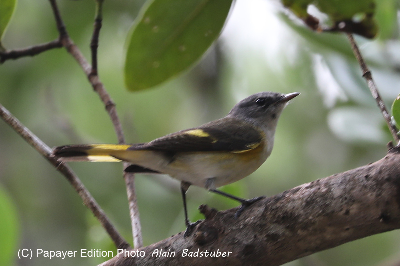 Deuxième séjour à Sarteneja, Bélize, Novembre - Décembre 2021