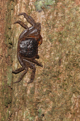 Quatre jours de terrain à Punta Gorda