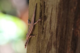 Striped Snake-eyed Skink, Cryptoblepharus virgatus