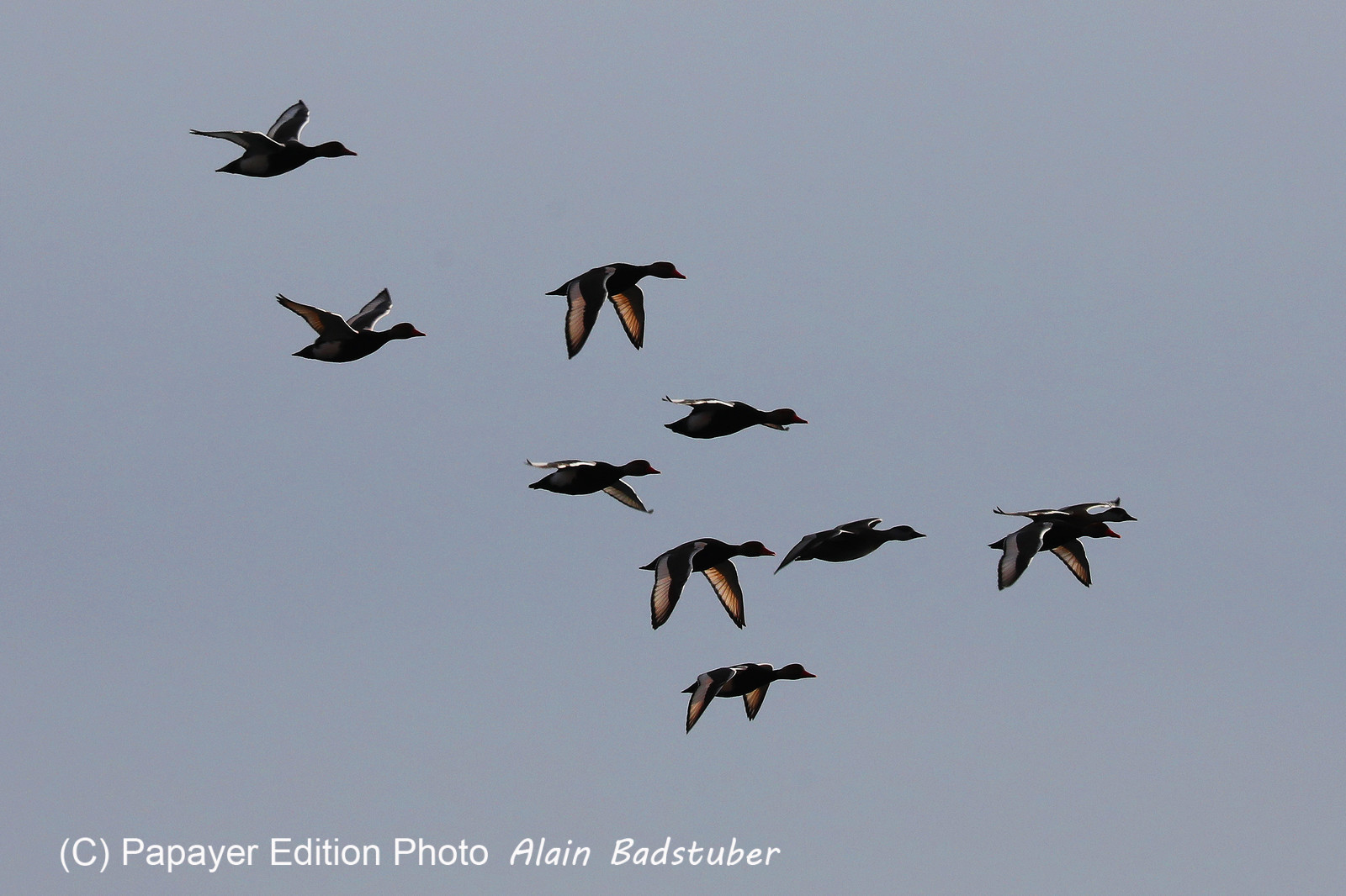 Faune et Flore de Suisse, 2022, Vaumarcus, Fuligules morillons en vol