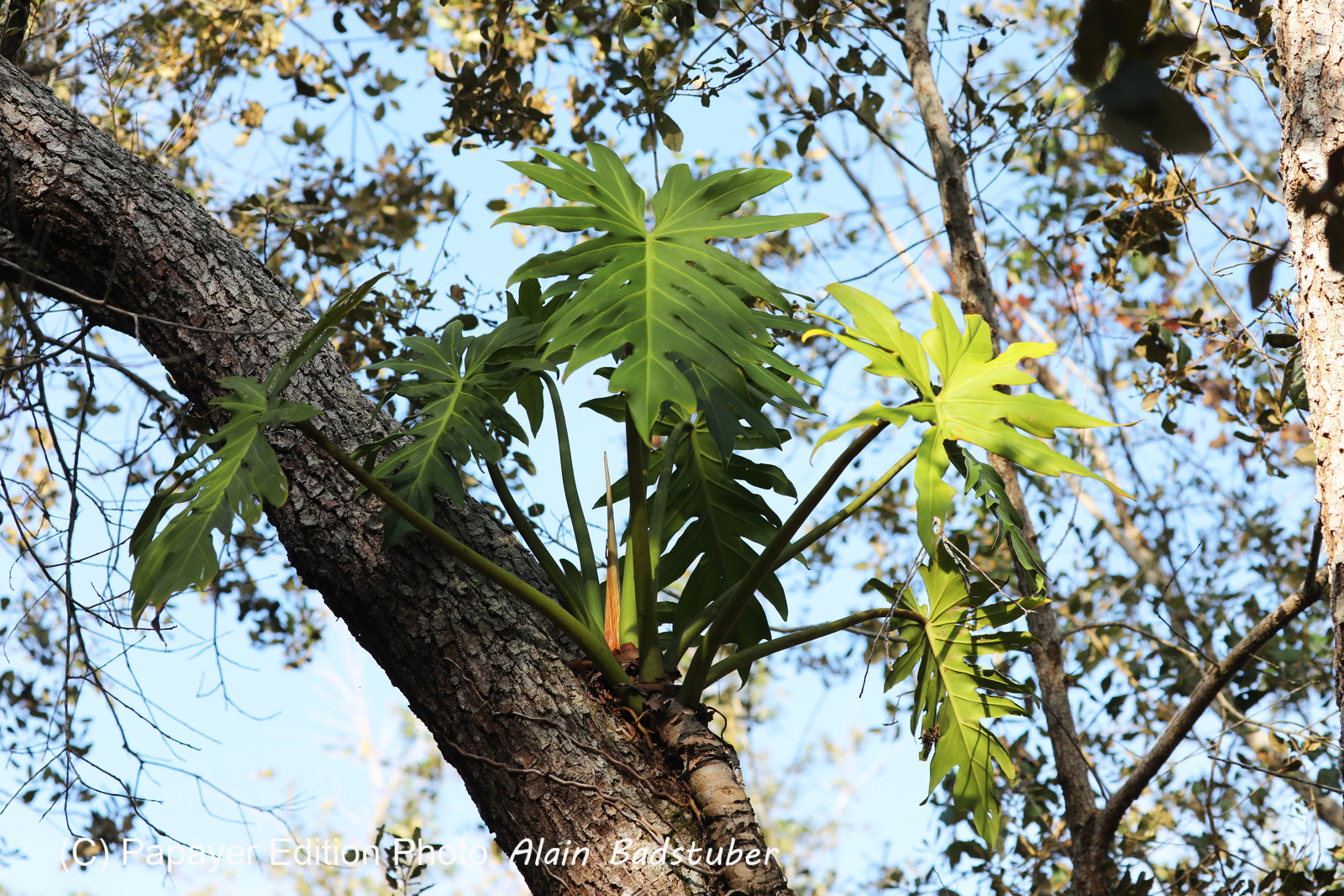 Premier séjour à Crooked Tree , au Bélize en octobre 2021