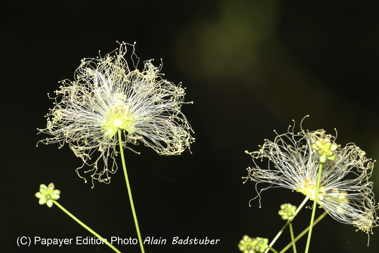 Deuxième séjour à Sarteneja, Bélize, Novembre - Décembre 2021