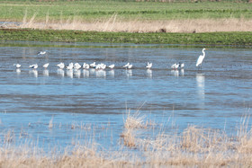 Faune et Flore de Suisse, 2022