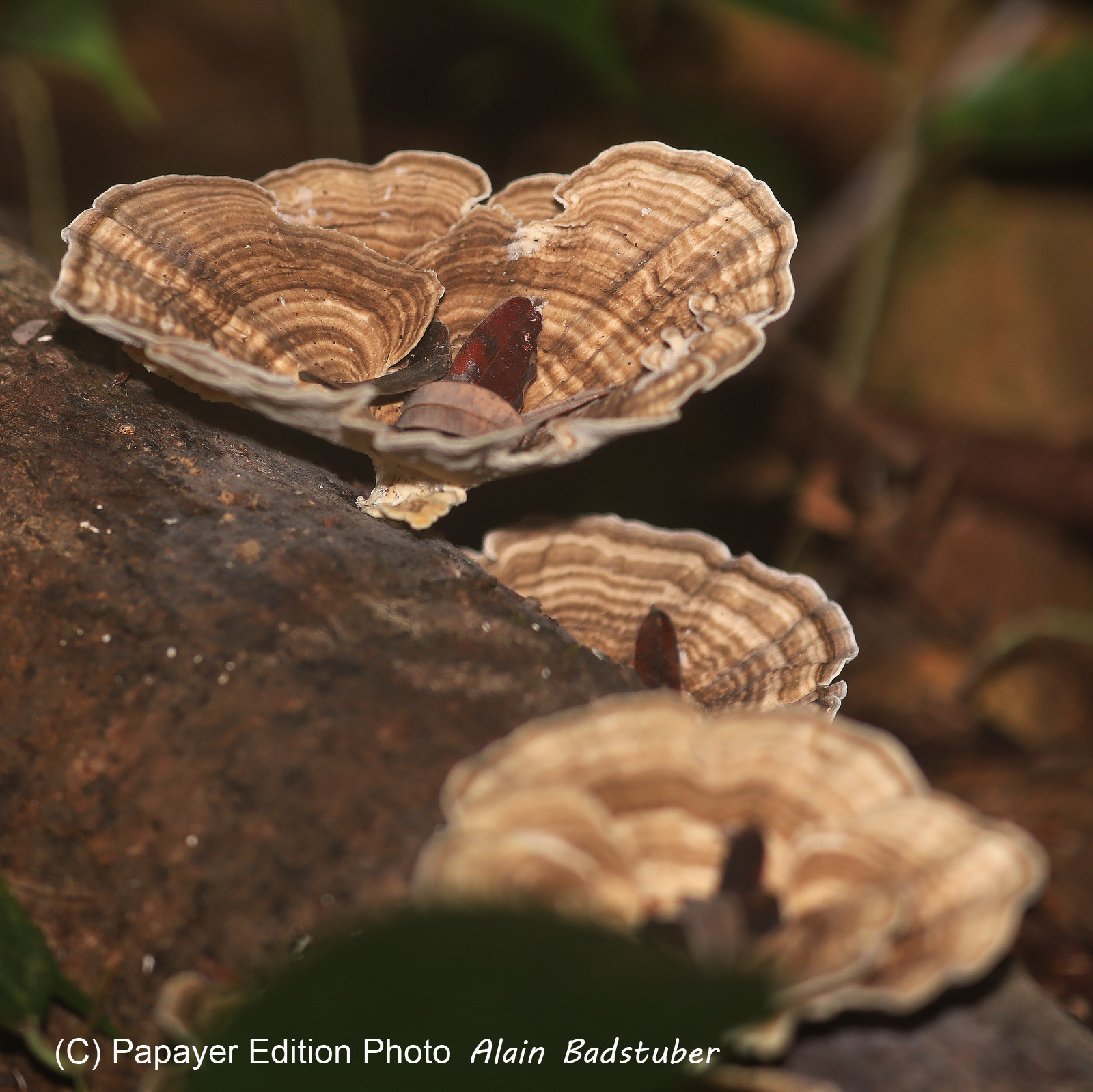 Quatre jours de terrain à Punta Gorda