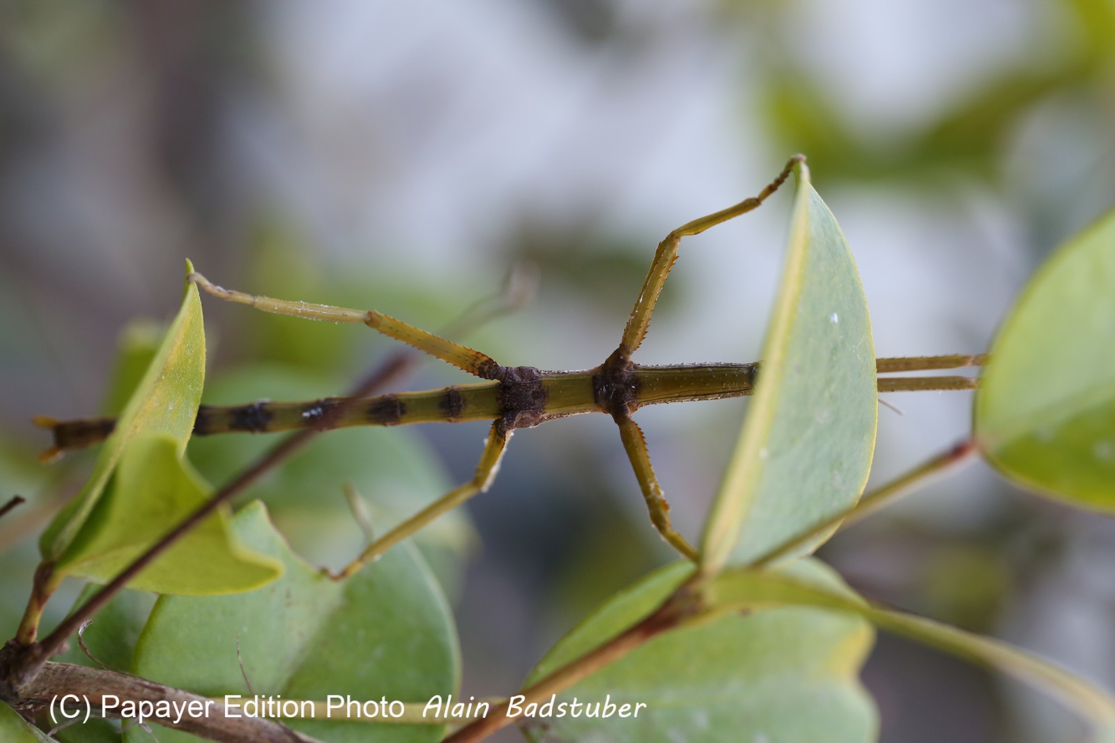Phasmes à Cape Tribulation
