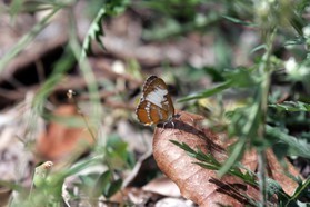 Images_Belize_2011_004