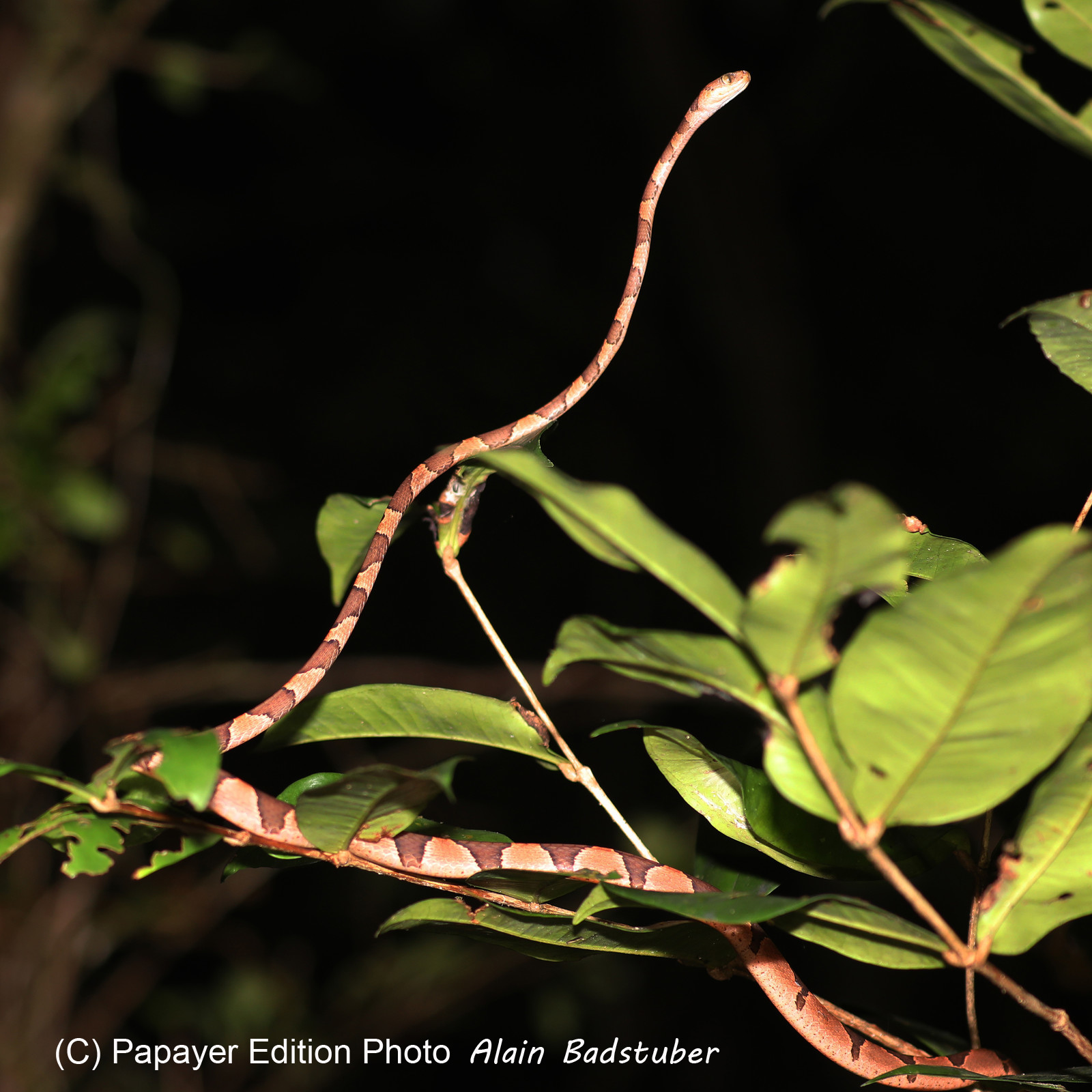 Serpents du Belize, Blunthead Tree Snake