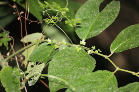 Quatre jours de terrain à Punta Gorda