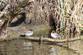Faune et Flore de Suisse, 2022