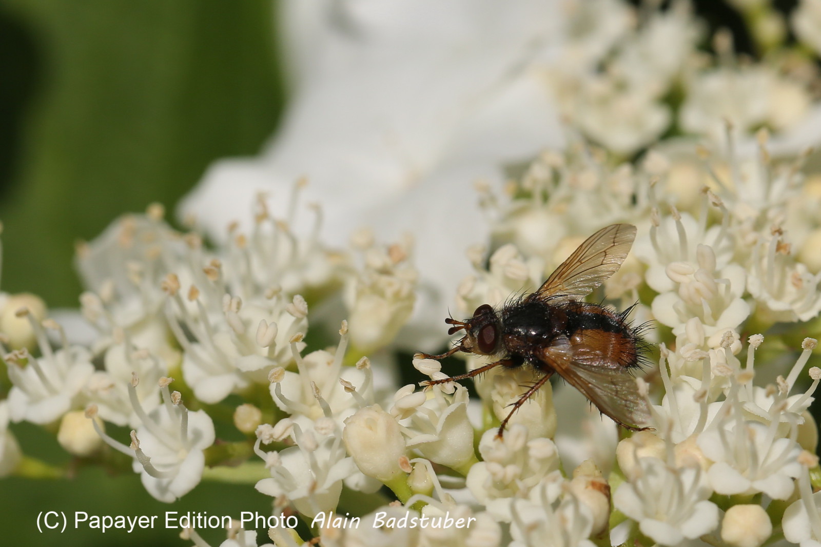Ballade aux Follatères en mai 2018