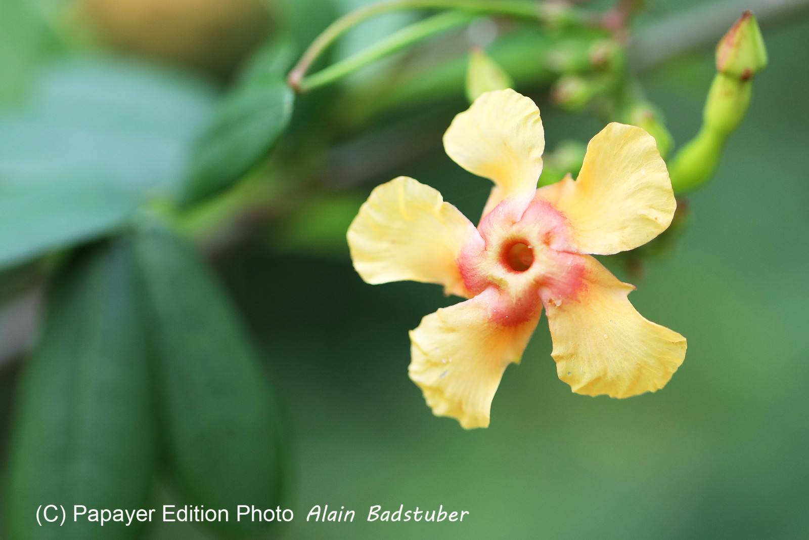 Deuxième séjour à Sarteneja, Bélize, Novembre - Décembre 2021