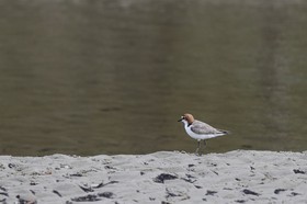 Oiseaux à Cape Tribulation