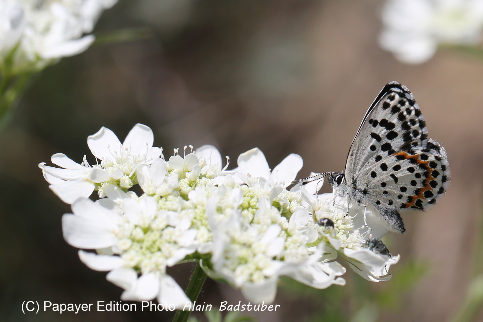 Ballade aux Follatères en mai 2018