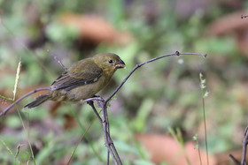 Parque Natural Metropolitano