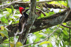 Parque Natural Metropolitano