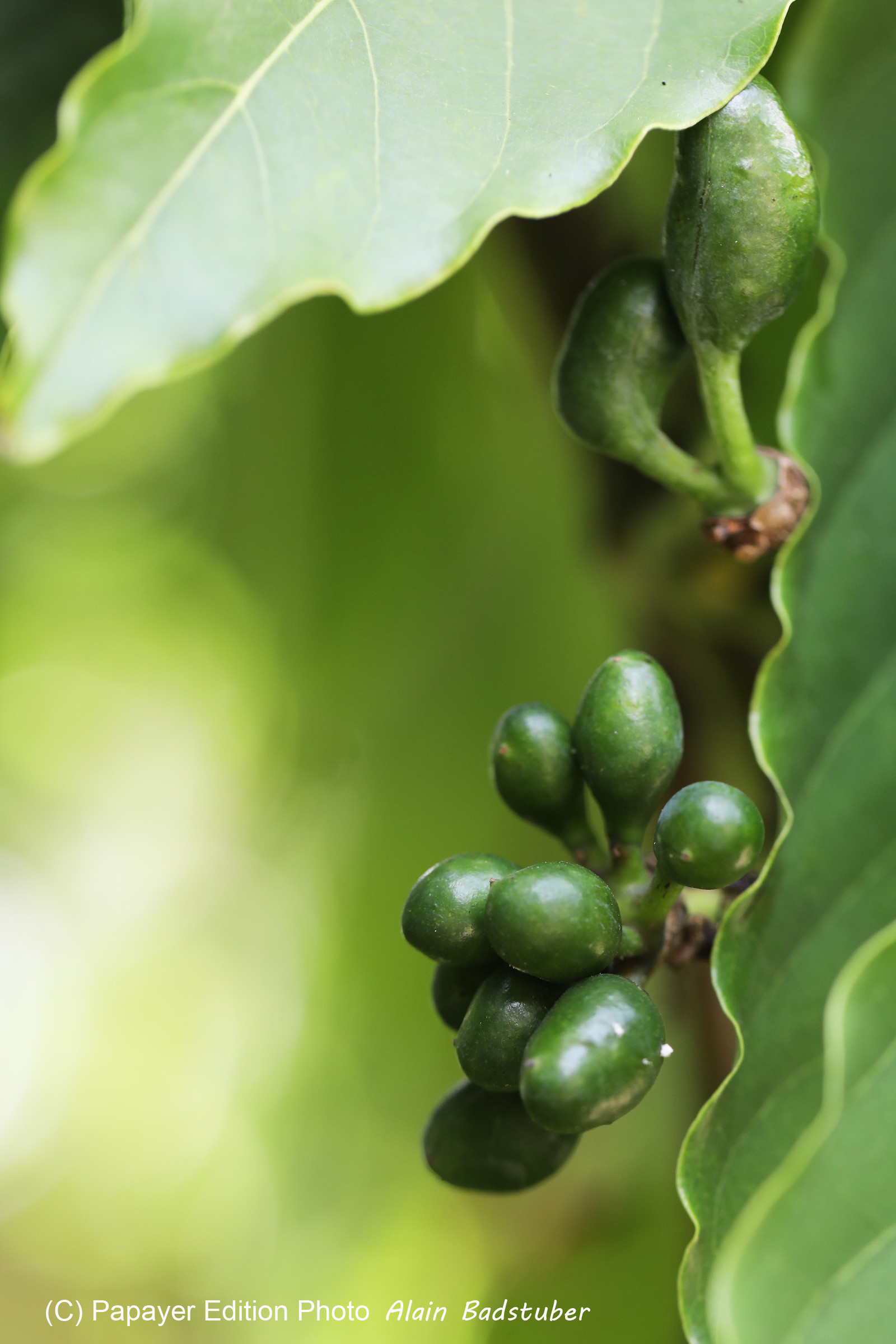 Végétaux et Champignons