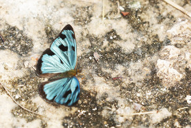 Deuxième séjour à Sarteneja, Bélize, Novembre - Décembre 2021