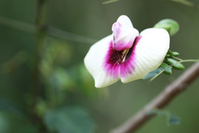 Deuxième séjour à Sarteneja, Bélize, Novembre - Décembre 2021