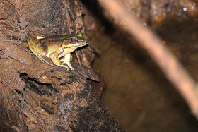 Quatre jours de terrain à Punta Gorda