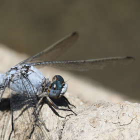 orthetrum-brunneum_2.jpg