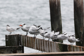 Hopkins, Octobre-Novembre 2021