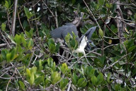 Images_Belize_2011_108