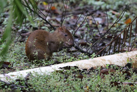 Parque Natural Metropolitano