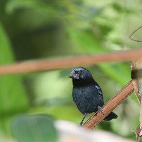 Quatre jours de terrain à Punta Gorda