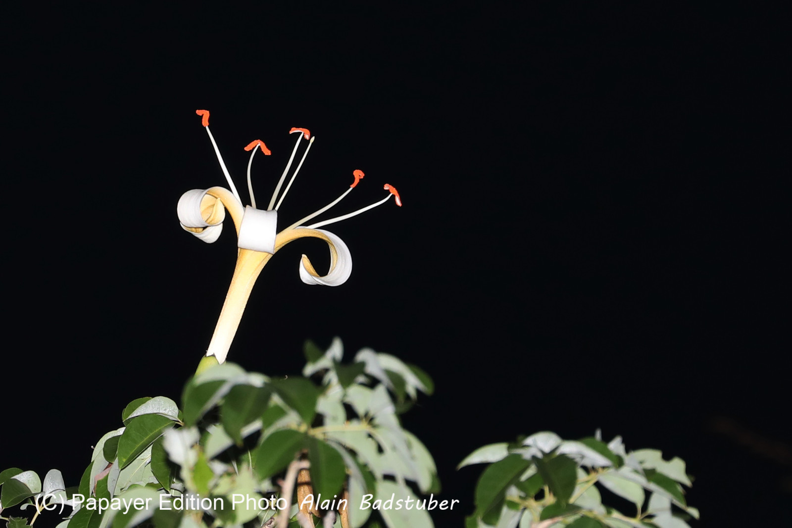 Deuxième séjour à Sarteneja, Bélize, Novembre - Décembre 2021