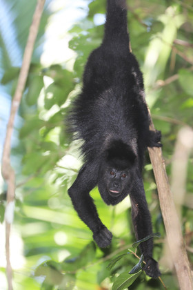 Singes hurleurs à Punta Gorda, Bélize