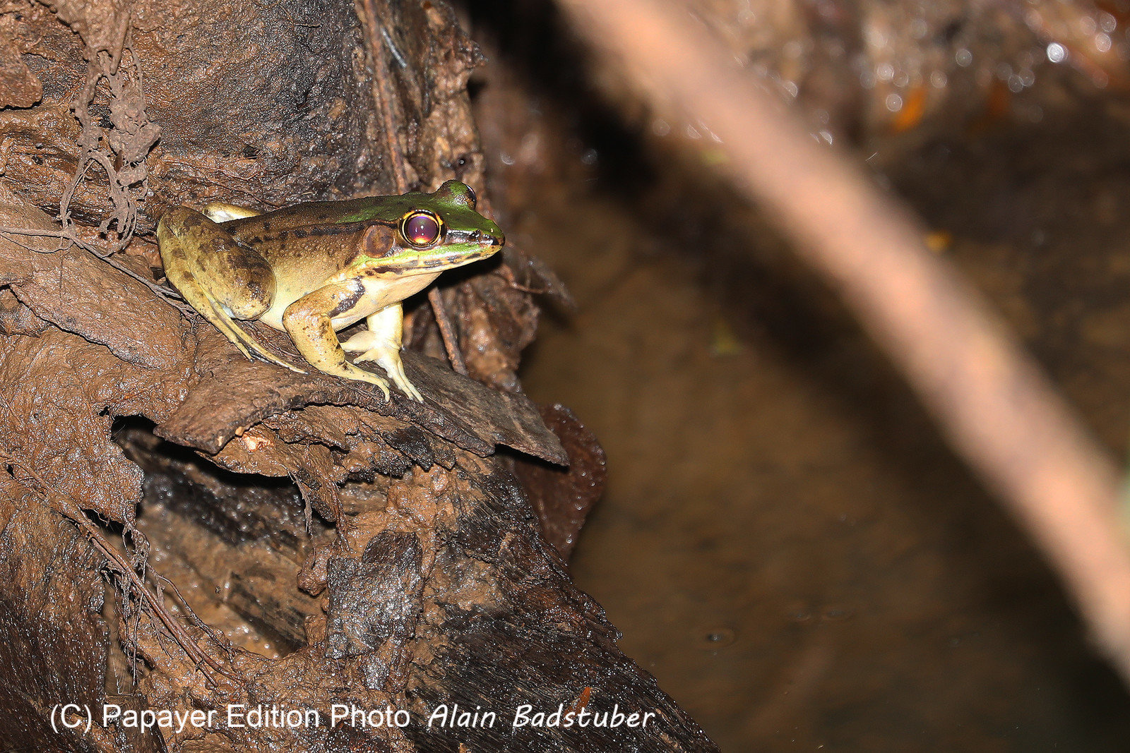 Quatre jours de terrain à Punta Gorda