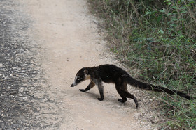Deuxième séjour à Sarteneja, Bélize, Novembre - Décembre 2021