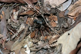 Images_Belize_2011_331