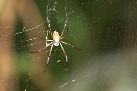 Quatre jours de terrain à Punta Gorda